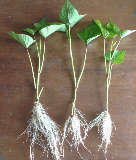Rooted Apical Cutting.jpg