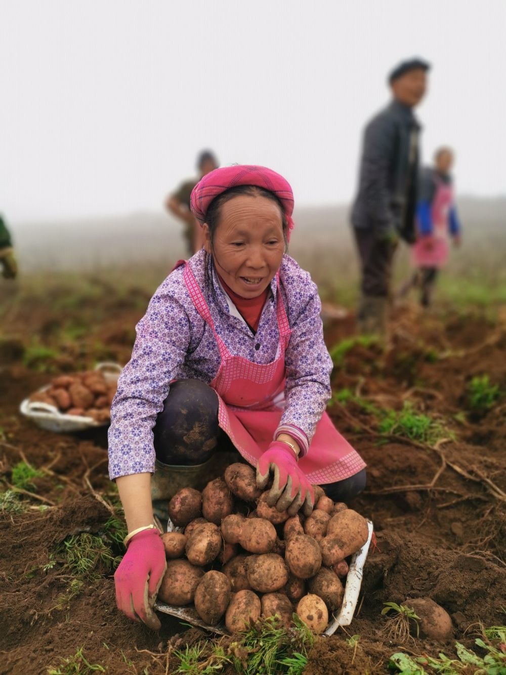 Zhaotong invests in quality seed potato production garnering international recognition